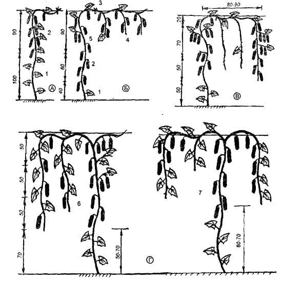 Схемы формирования растений огурца женского типа цветения