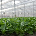 Выращивание салатов в теплице