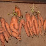 Интересная морковка