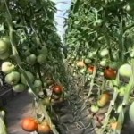 Выращивание томатов по Миттлайдеру | ВИДЕО