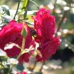 Подготовка роз к зиме — уДачные советы | ВИДЕО