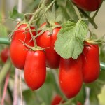 Как получить богатый урожай томатов — уДачные советы | ВИДЕО