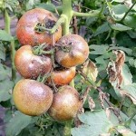 Как защитить помидоры от фитофтороза