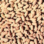 Фасолевая зерновка — опасный вредитель фасоли