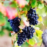 Вопросы, ответы и советы начинающим виноградарям