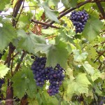 Ремонт виноградника