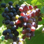 Вопросы, ответы и советы начинающим виноградарям