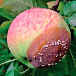 Плодовая гниль яблок — Монилиоз