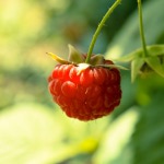 Чудо ягода – малина: все о посадке и уходе